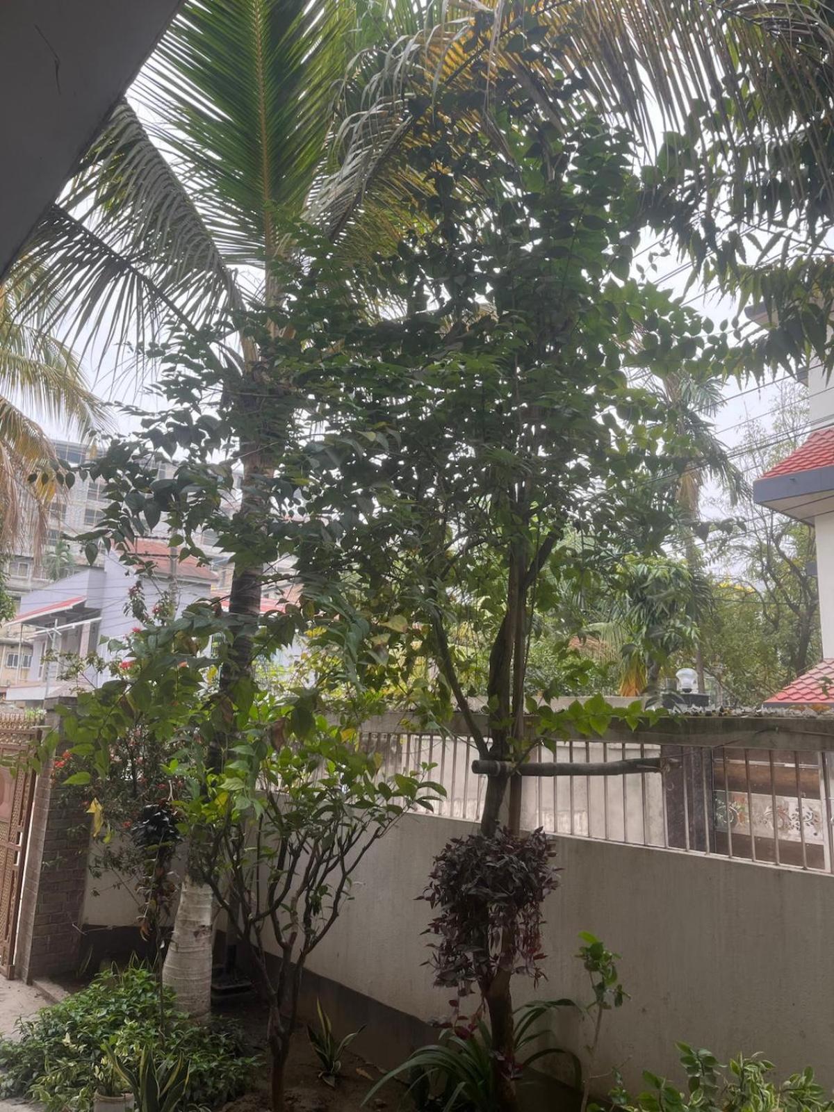 Amazing Homestay グワーハーティー エクステリア 写真