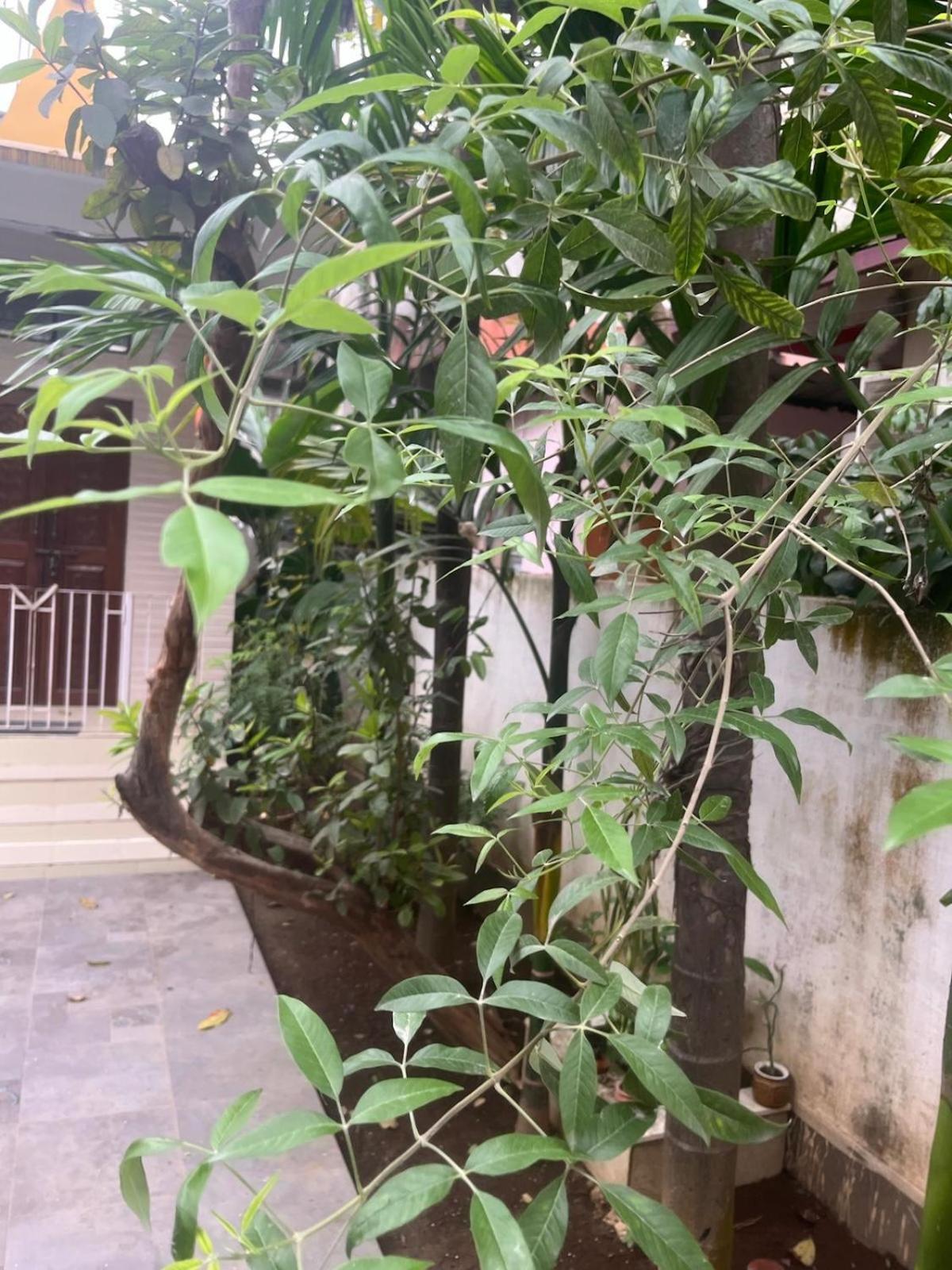 Amazing Homestay グワーハーティー エクステリア 写真